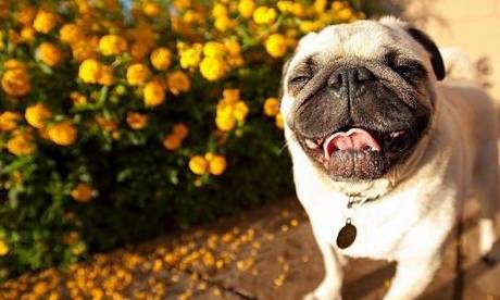 因为|巴哥犬训练很难？我想你应该要遵循这5点，掌握就简单！