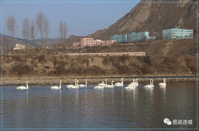 东门|兰州多了一个天鹅滩17只白天鹅光临永登连城大通河