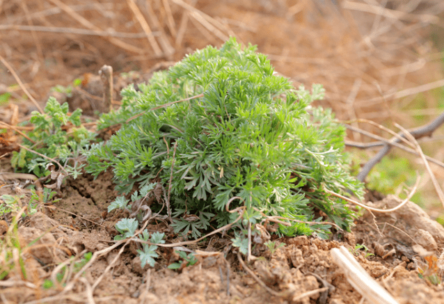 这个野菜华佗都点赞它3月是个宝过了就是草抓住时机赶紧挖