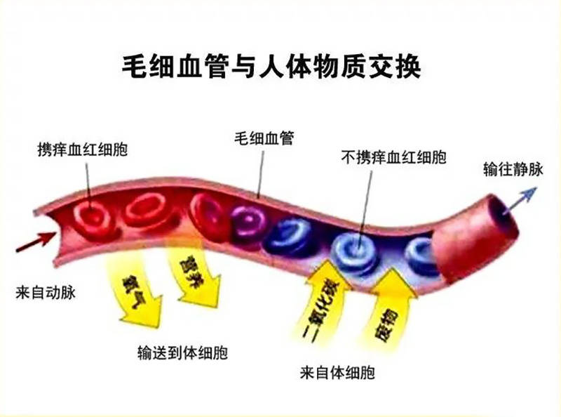 微循环堵塞的危害微循环不通怎么办五大改善微循环方法告诉你