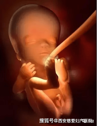 几个月胎儿就成型了 7631d431bb6544b08aeb907d963c6490.png