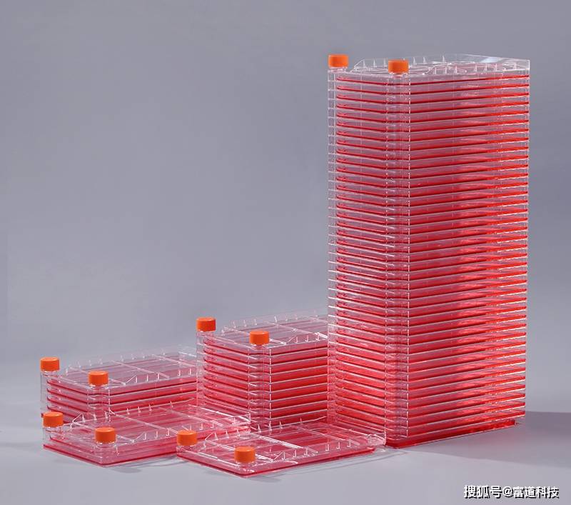 细胞摇瓶在皱柄白马鞍菌液体培养中的应用