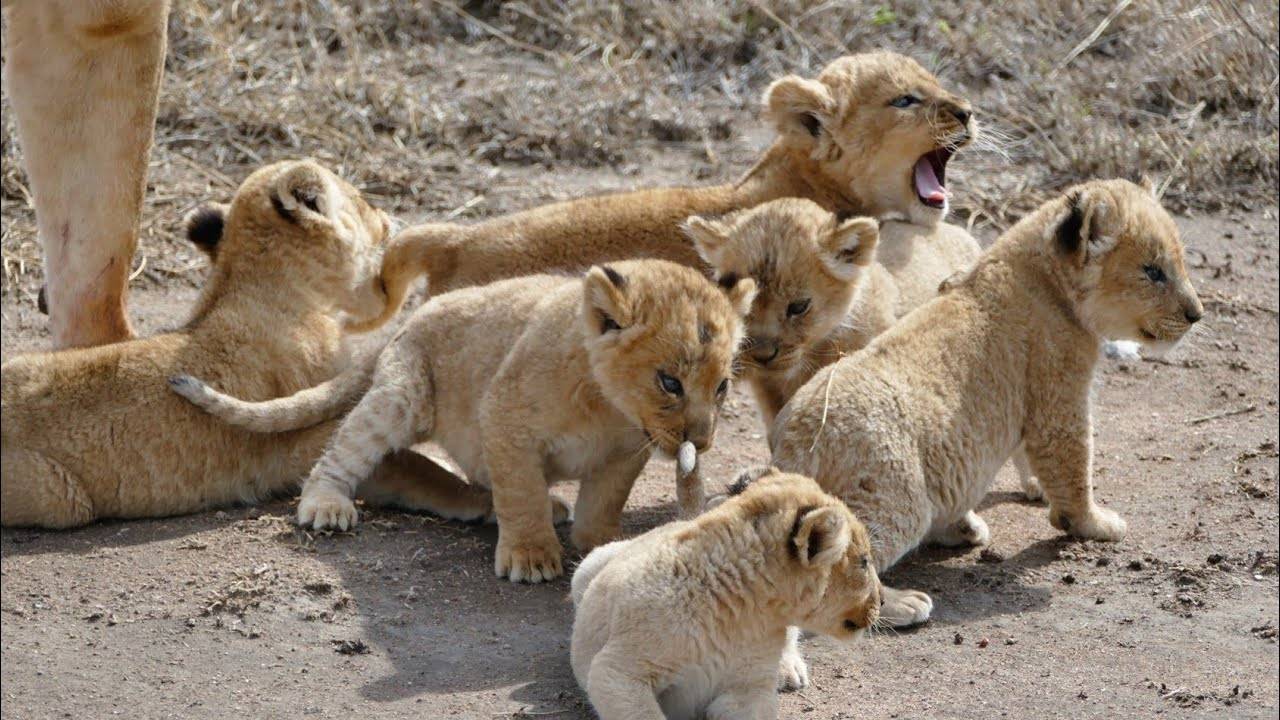 原创母狮子一生要失去多少孩子躲起来生产平均生3胎才能养大1只