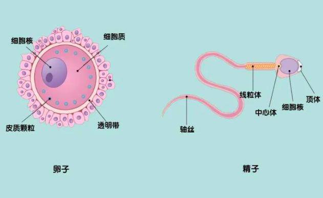 当人类精子与卵子成功结合