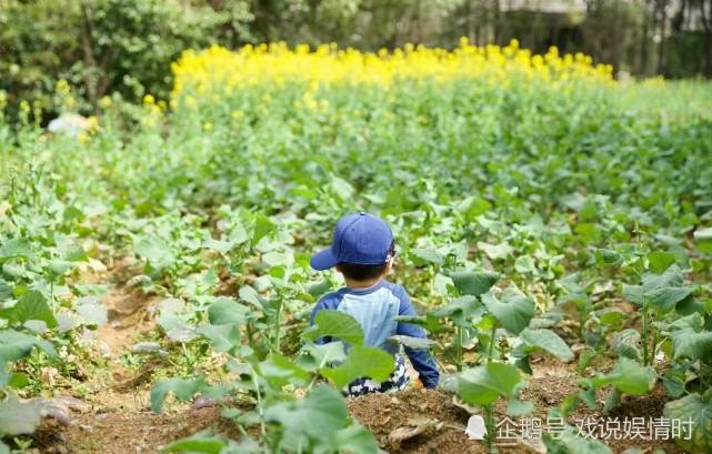 红帽子 朱丹带儿女挖野菜，身穿紫色卫衣红帽子打扮十分接地气