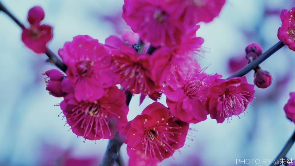 桃花|不负好春光，亲测推荐家乡淮南最美春景，错过要再等一年