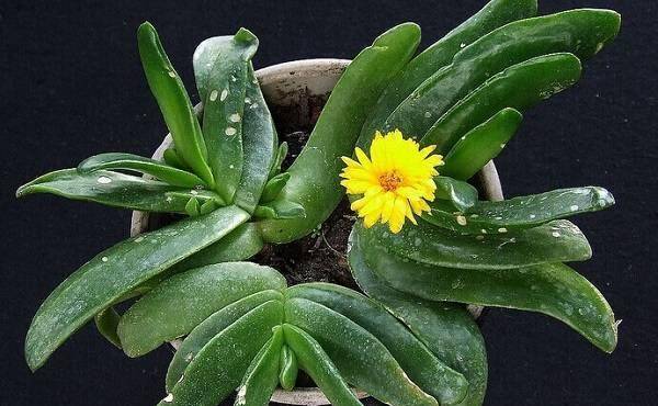 佛手托金,也叫做佛手掌.