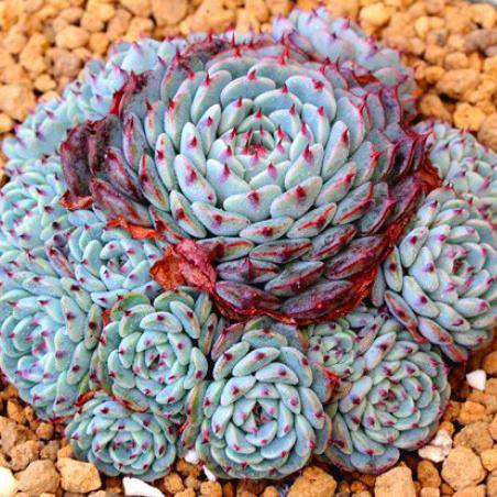 原创养棵多肉蓝姬莲块头大长势旺还很容易爆盆适合新手