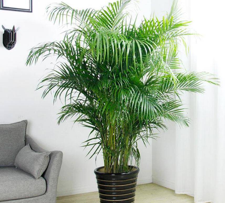 因此,我们建议将凤凰城尾竹的温度控制在15度至28度之间,通常的环境