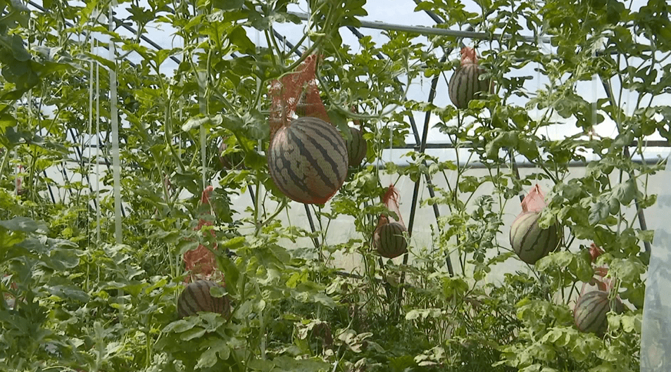 江夏區果樂小鎮烏龍泉街奮力塑造金色鳳凰的脊樑