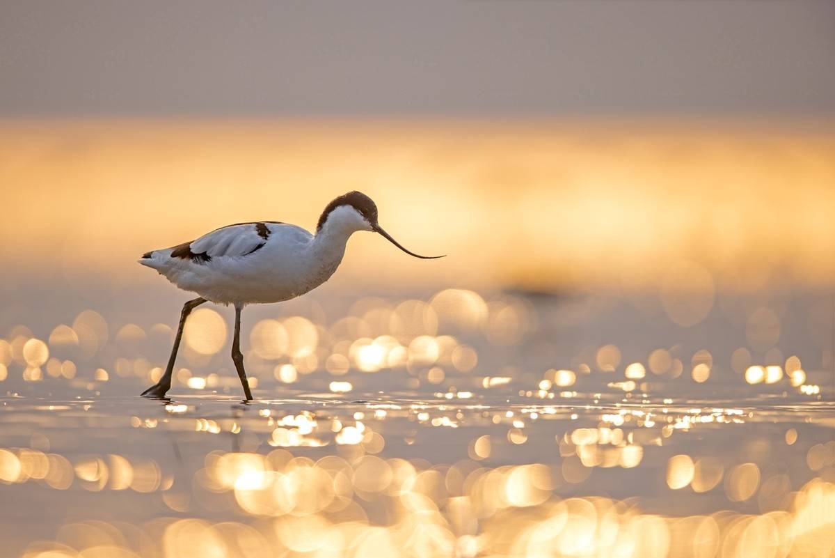 以热爱为名发现自然之美 那些野性瞬间背后的故事