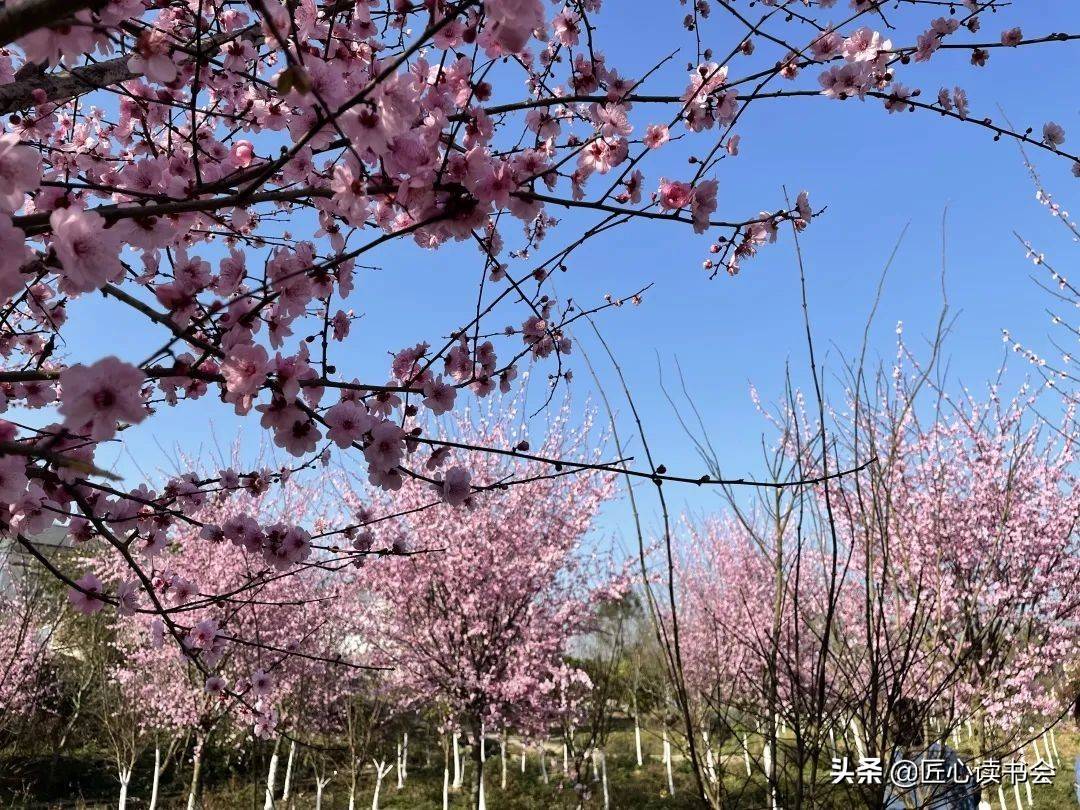 邻水石滓春暖花开踏青游客放飞心情