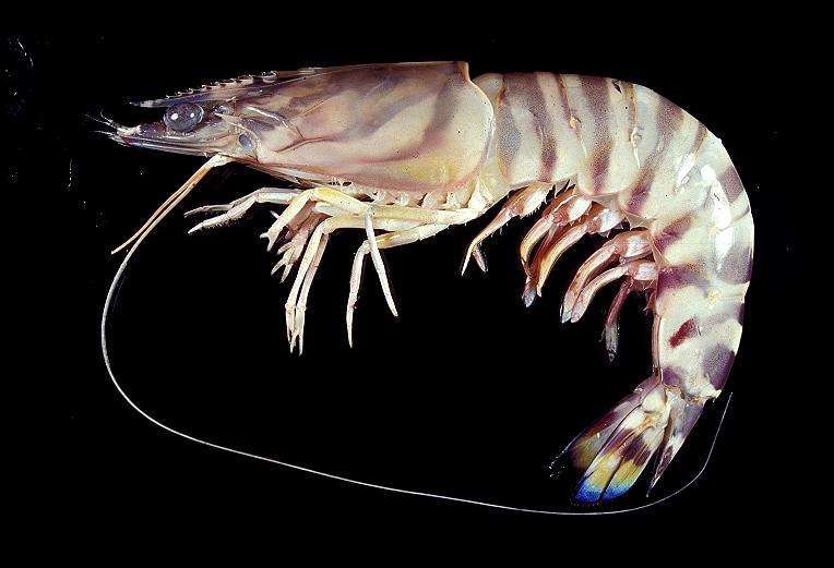 大多数水生节肢动物都善于游泳,如螃蟹,对虾,磷虾,螳螂虾,鲎和水生