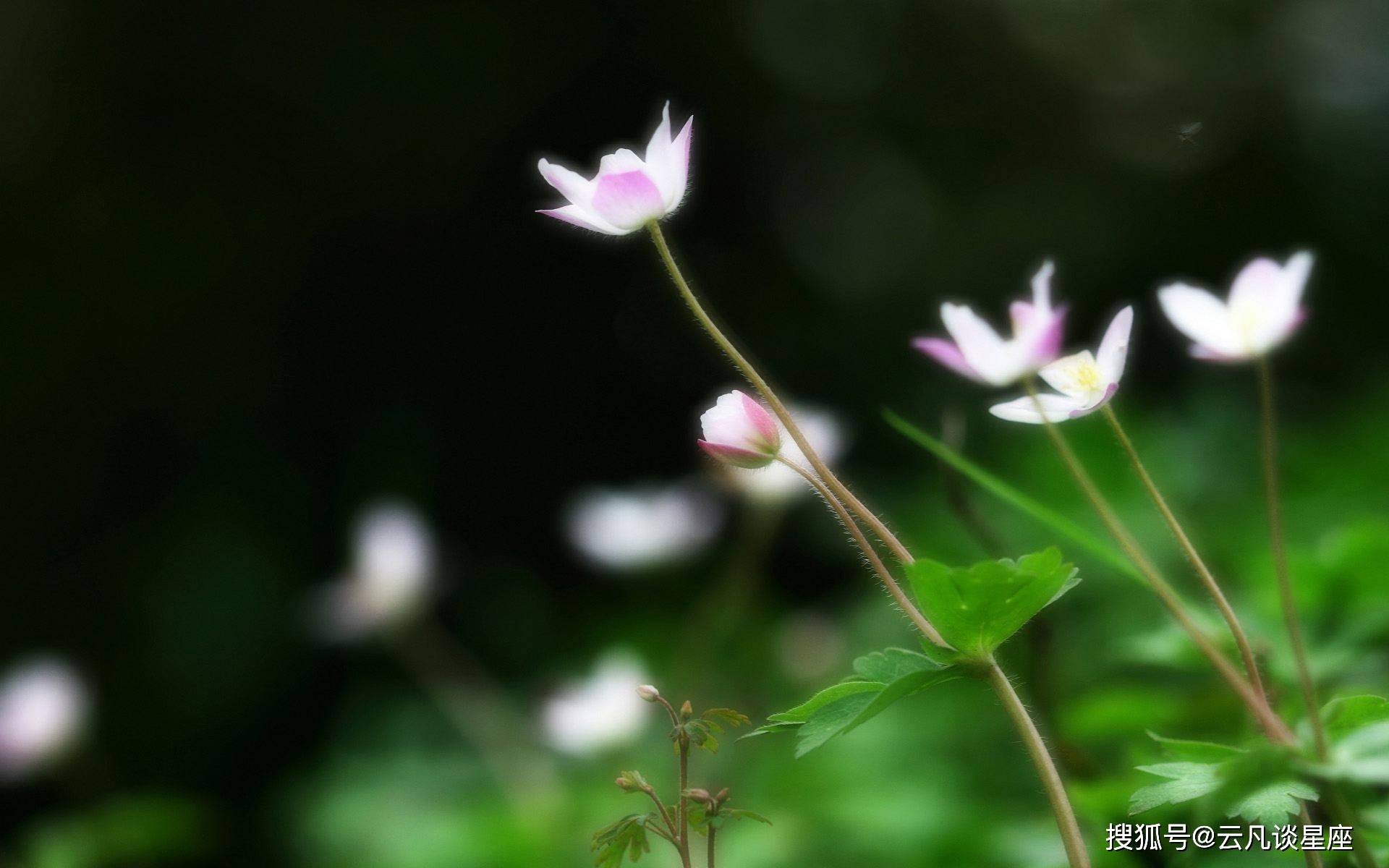 原创3月下旬桃花不断3星座性格极好受人喜爱简直让人羡慕