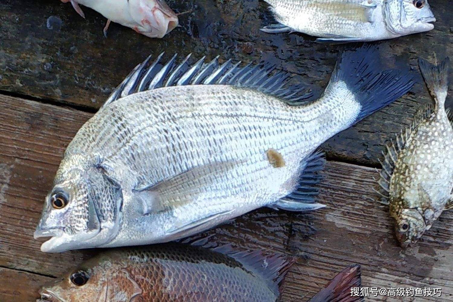 春季釣黑鯛的4個要點_海魚_海水_魚漂