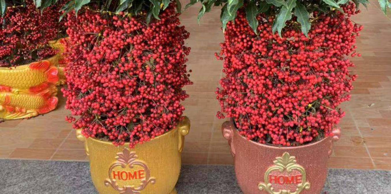 养一盆黄金万两 寓意美好满盆小红果 喜庆又好看 植物 种植 花友