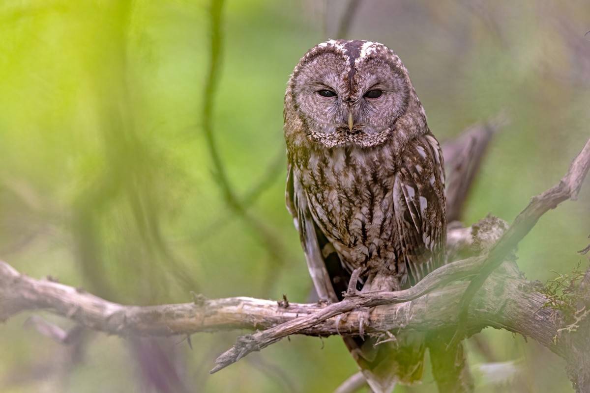 以热爱为名发现自然之美 那些野性瞬间背后的故事
