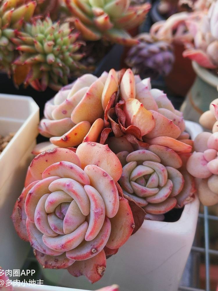 肉肉的根腐病你都知道吗?了解原理更能对症下药~_植物_土壤_叶子会