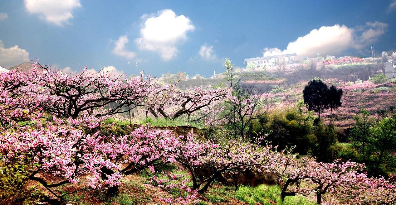 共赴春约，打卡成都烂漫春光！花重锦城10条踏青之旅！