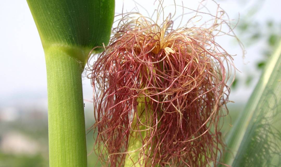 类人|蒲公英被誉为“药草皇后”,学会5搭配,养肝排毒,但4类人不能喝