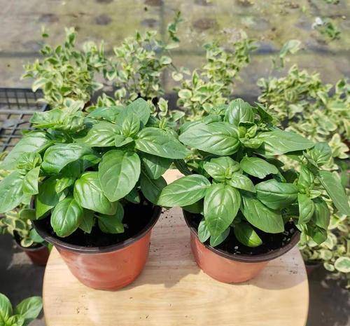 夏天很快就到了几种驱蚊花适合现在养美丽又实用