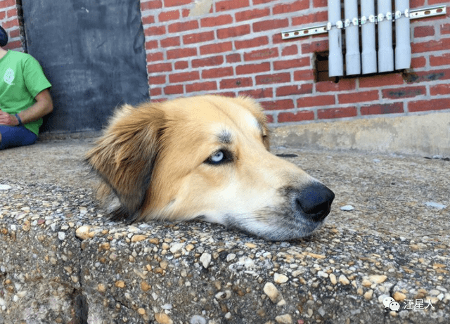 一只的金毛疑似遭到斩首,只见它的整颗狗头放在