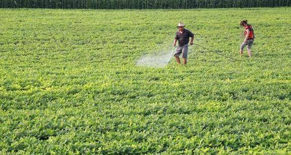 花生施肥技术
