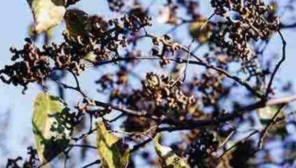 杨梅一|这个水果有1000万年历史，被称为最古老水果，更被叫做“万寿果”