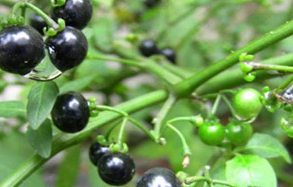 农村常见的 黑姑娘 有人叫白花菜 是男人加油站 移动社