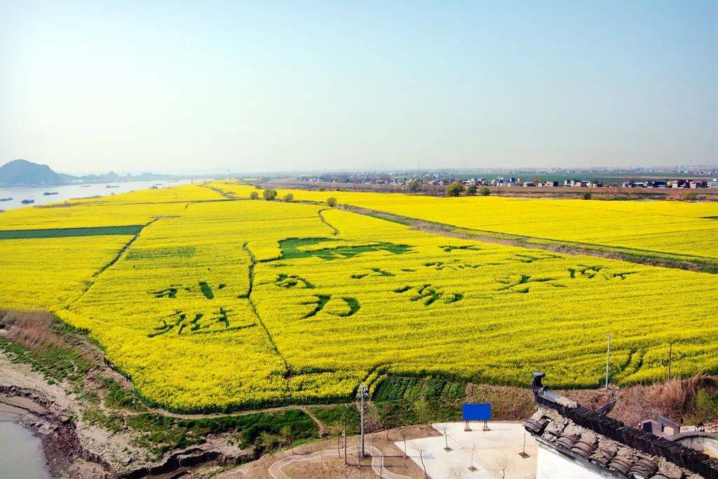 踏春寻景安徽宿松县小孤山脚下油菜花正盛开