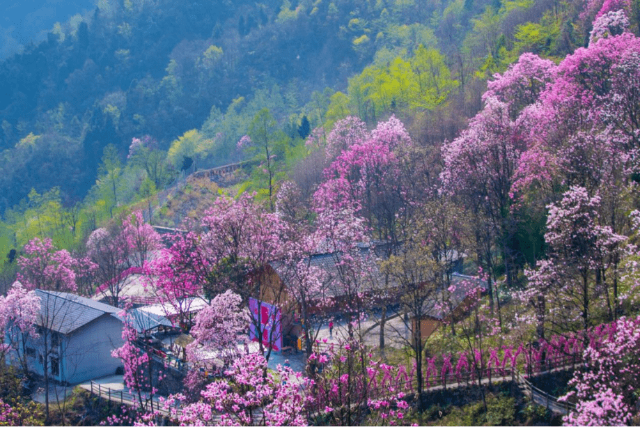 四川九皇山辛夷花正值盛花期 一年一会 一见倾心 游客 活动 景区