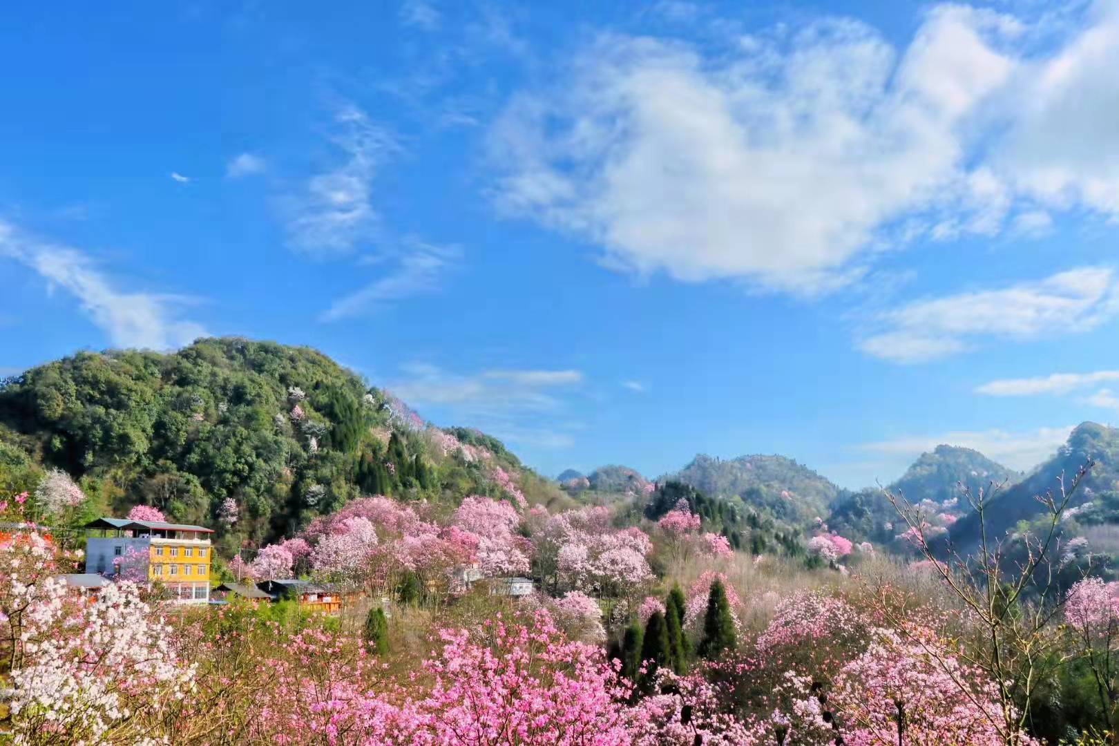 花開綿陽丨戴天山6萬多株辛夷樹花邀你來賞錯過等一年