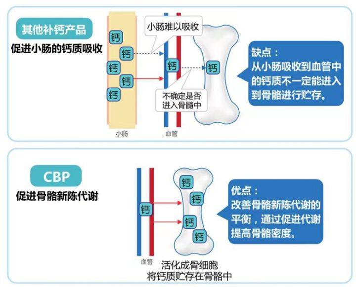 金冕骨能量:cbp 钙 维生素d 维生素k2,实现了钙摄入,肠道吸收,血钙到