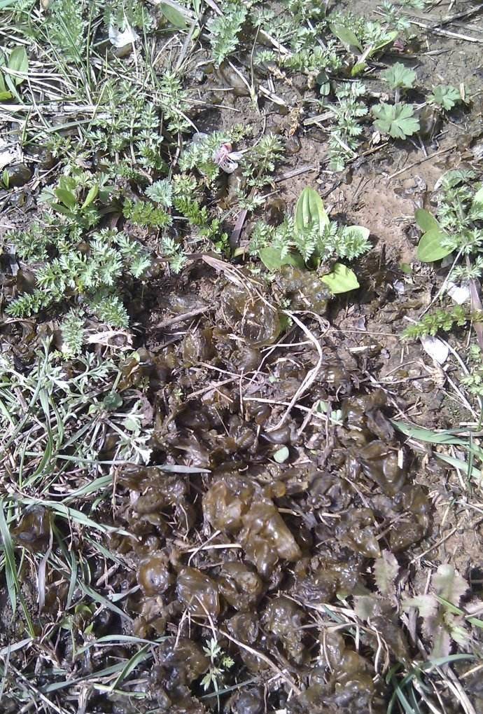 土的让人遗忘的美食地皮子