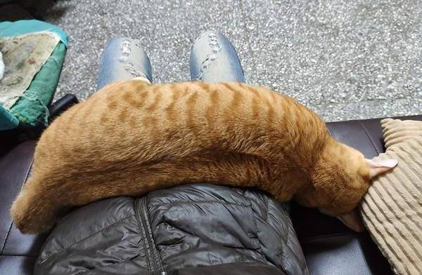 时间是把杀猪刀,曾经的单眼皮小橘猫,三年后长成了一只超胖橘猫