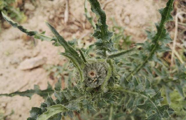 田间一大恶草满身是刺人畜见了就怕却成18元一斤稀罕货