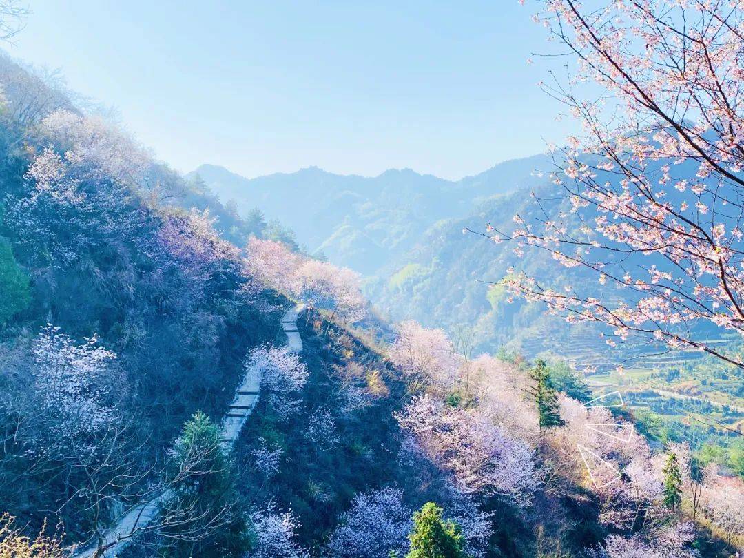 磐安的野樱花开了!_东川村_安文_陈强