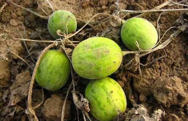 介绍下,首先马泡瓜具有药用价值,据相关资料记载,马泡瓜中含有葫芦素c