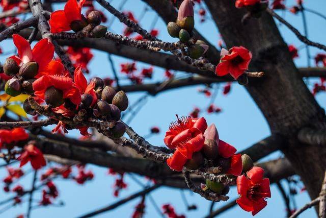 廣州市花木棉盛大開放紅遍廣州海珠區趕緊來看看