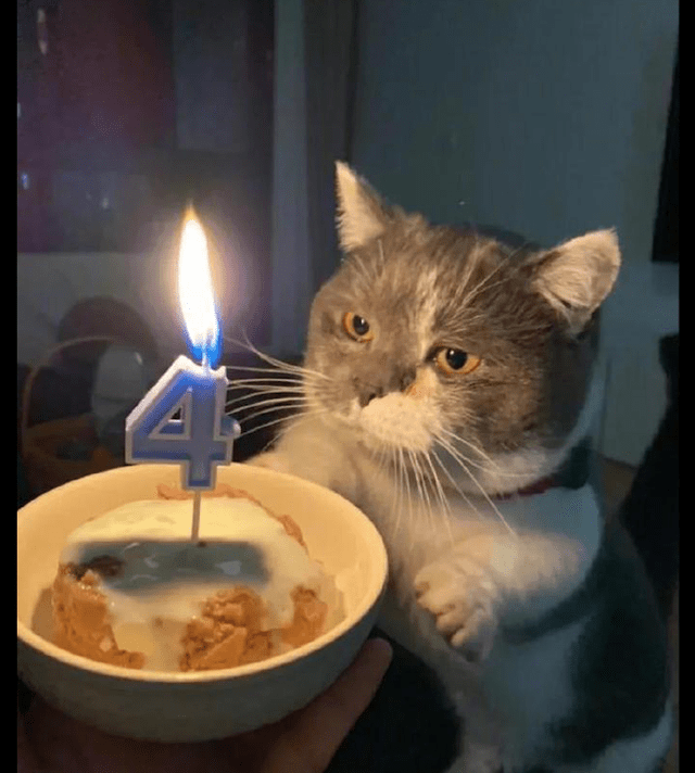 猫咪吹蜡烛生日图片图片