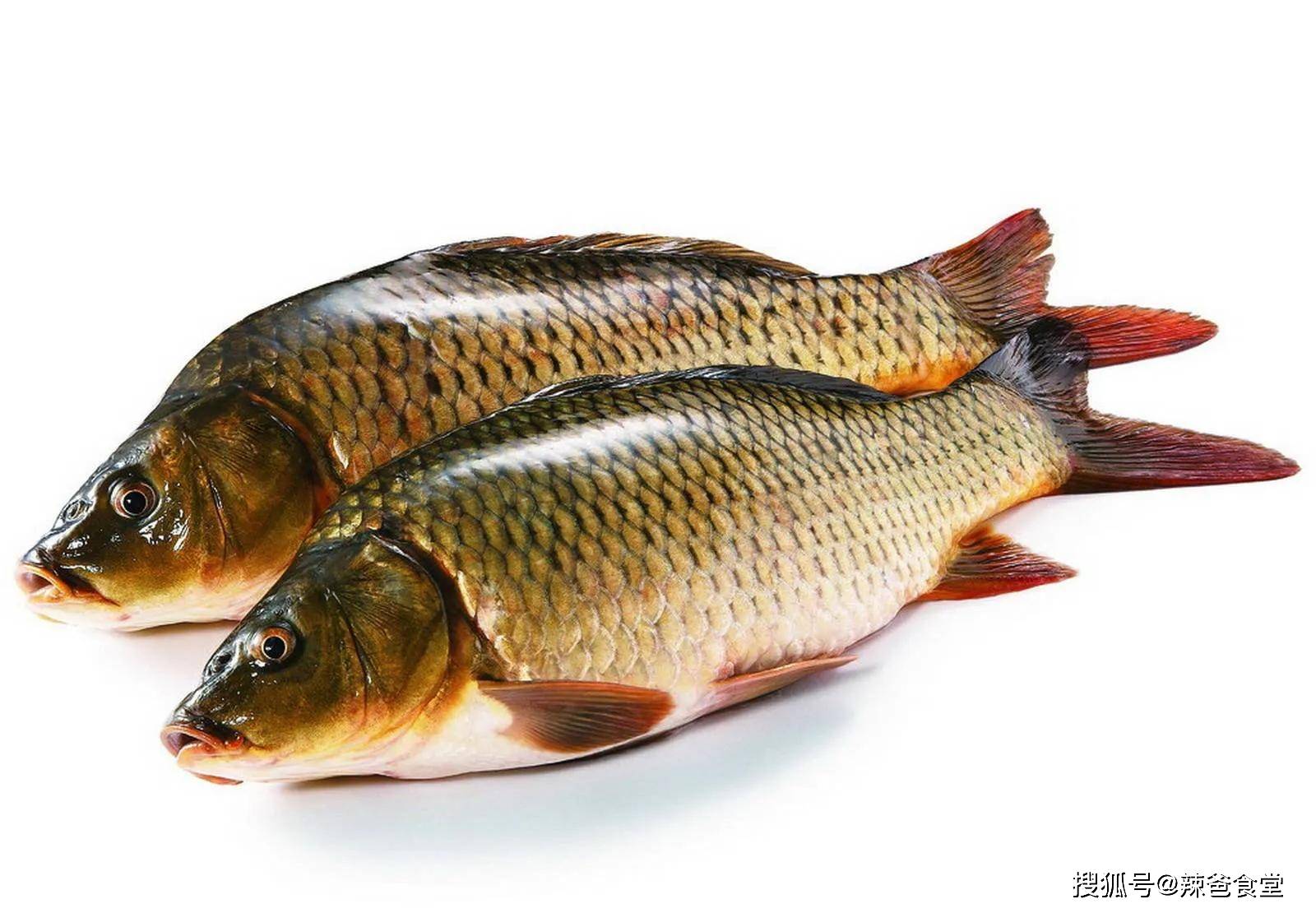 美国小湖里钓了几条鲶鱼catfish，做成了鲶鱼豆腐汤catfish tofu soup