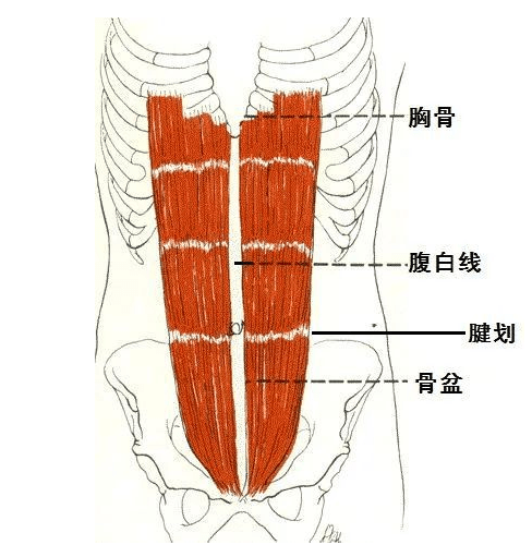 腹白线位置图图片