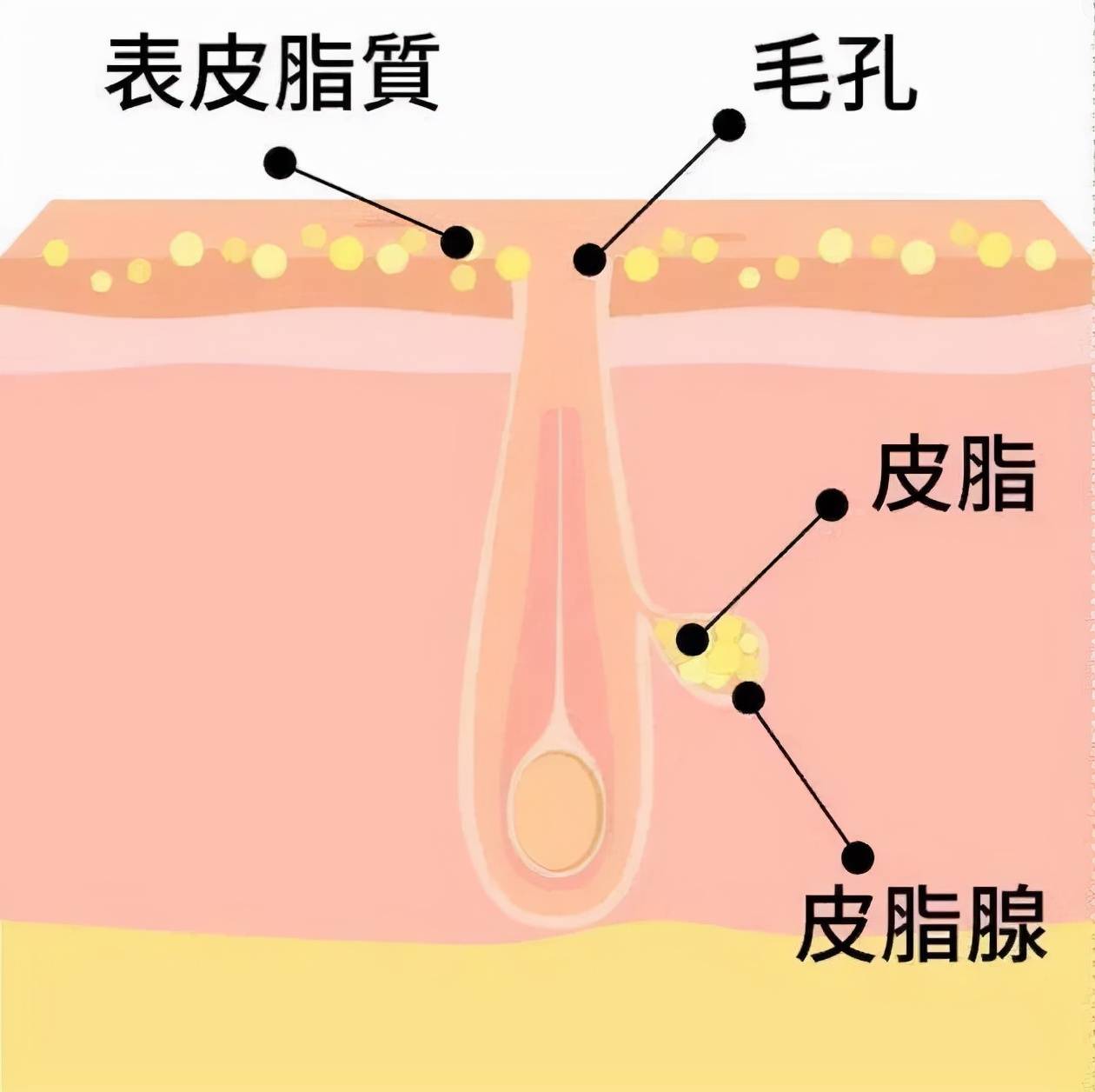 正常情况下,皮脂腺分泌出的油脂在表皮扩散,可以滋润皮肤和毛发,防止