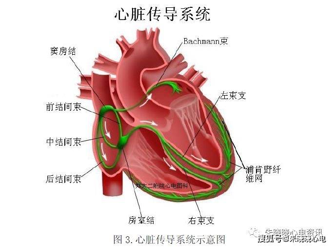 心臟解剖與傳導系統