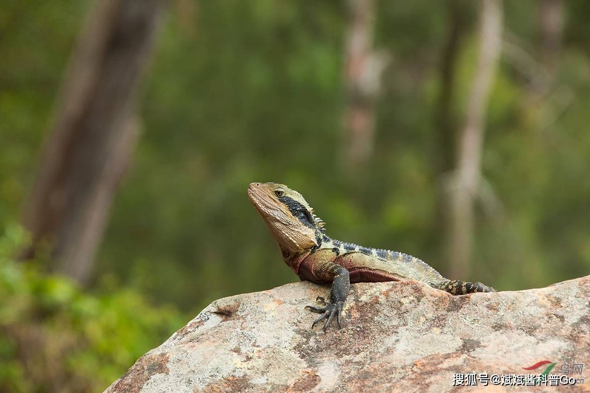 常见的通常为北方的多疣壁虎和南方的无蹼壁虎,壁虎能像蛇一样吐信子