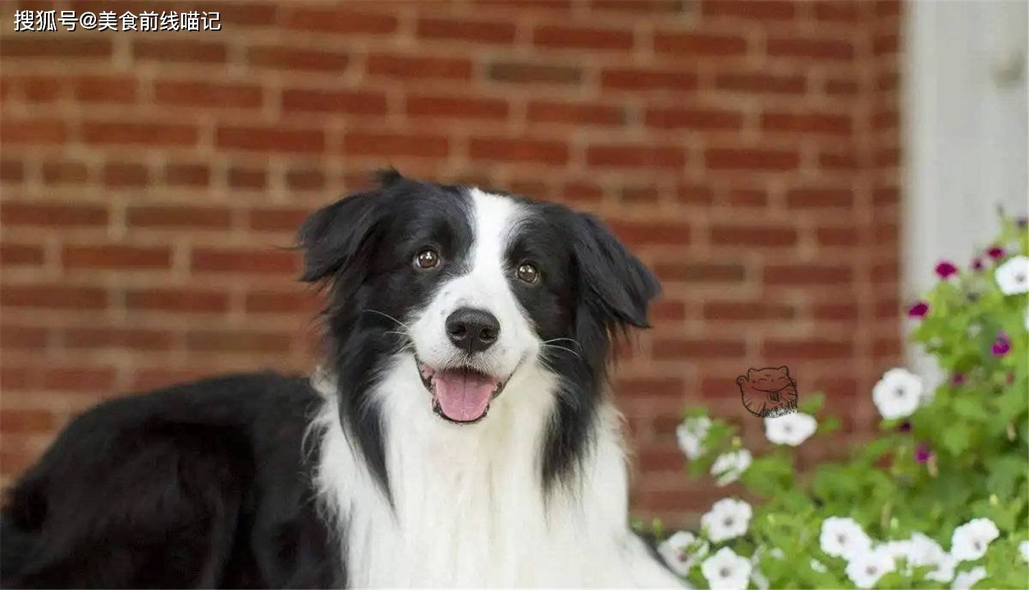 边牧有多聪明 走失后主人焦急万分 自己则淡定搭车回家 琼斯 胡椒 牧羊犬