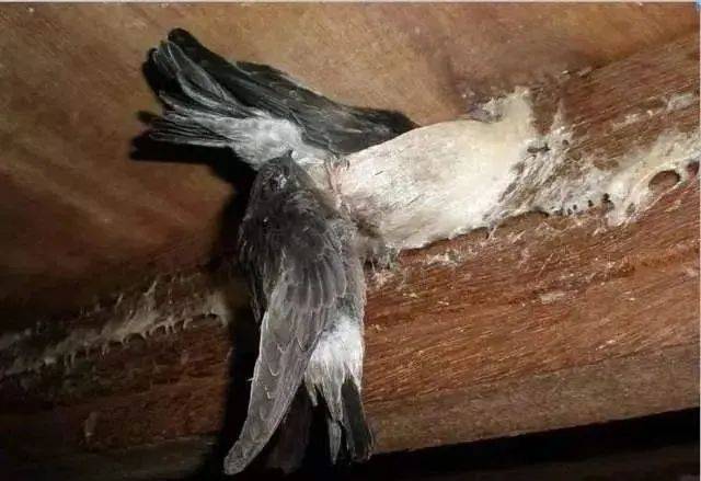 不是所有的燕窝我们都能吃