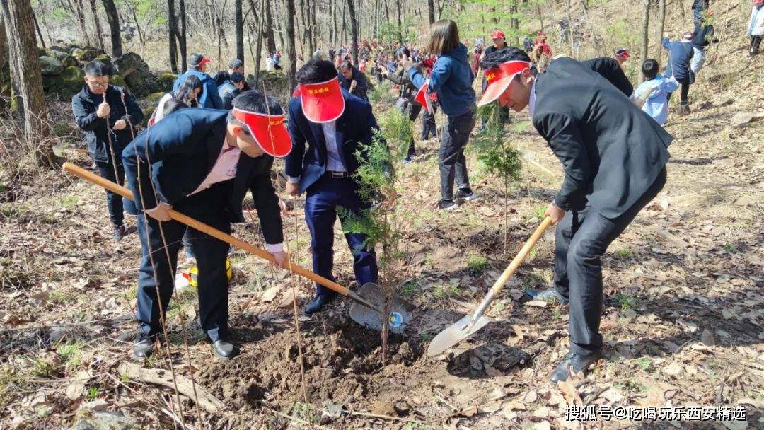 朱雀|西安一景区可免费认领红豆杉“云种植”