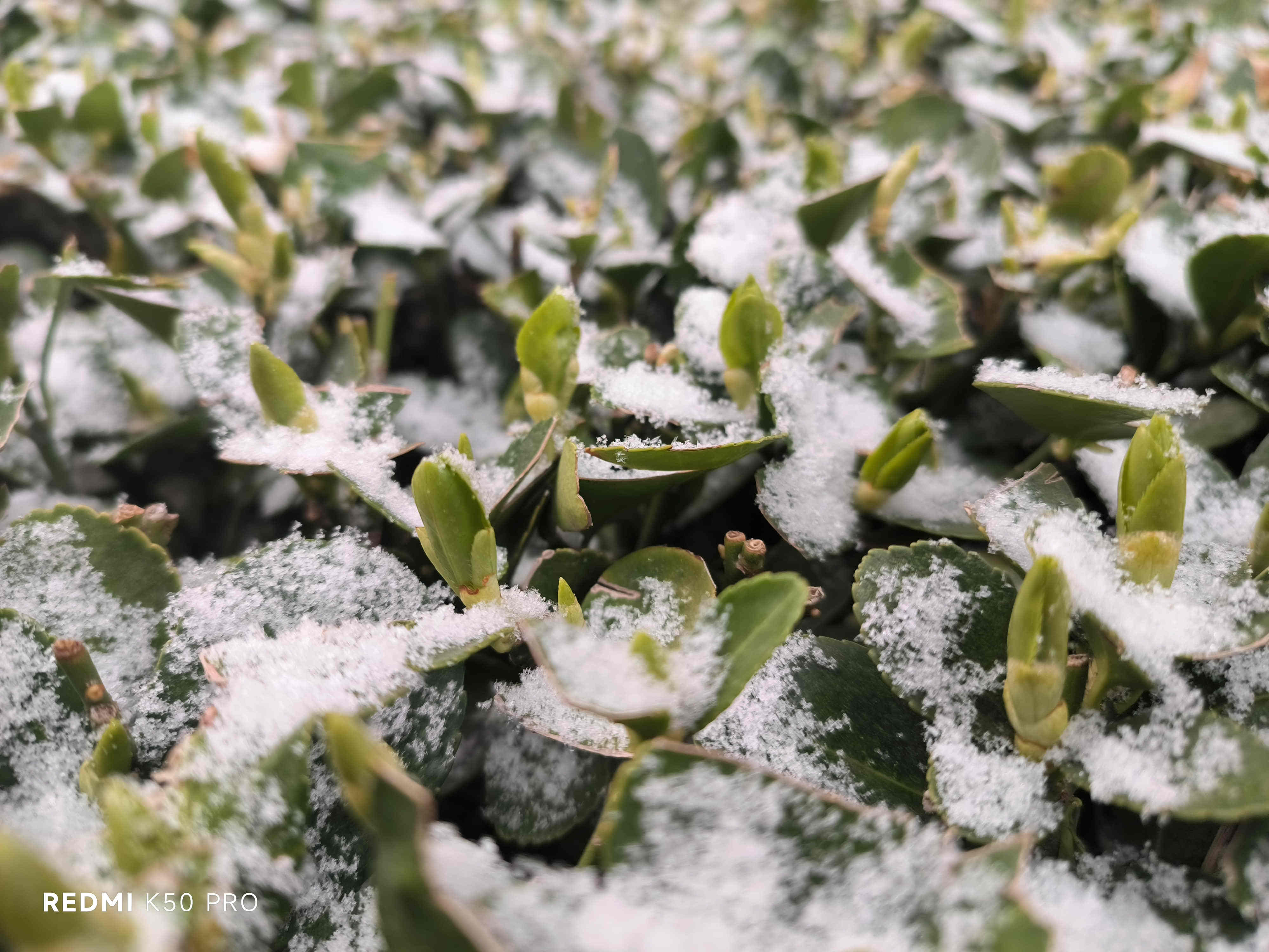 深度体验红米K50 Pro：最妙的不只是天玑9000？