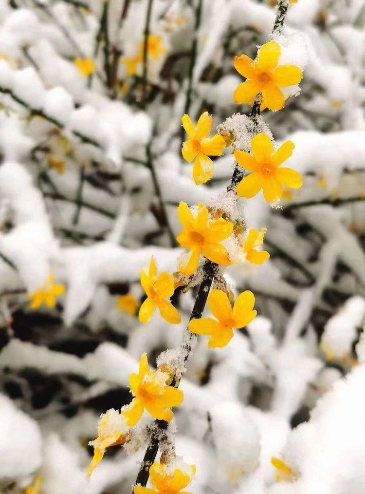 下集|一场雪，让这里的春天真美